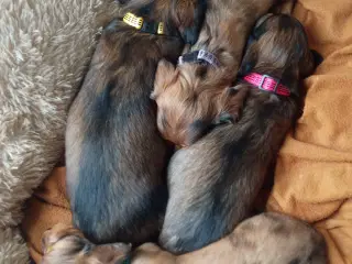 Langhåret dværggravhunde hvalp