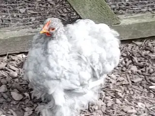 Kochin kyllinger dværg 