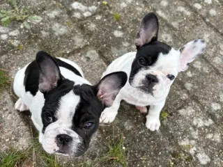 2 han franskbulldog  