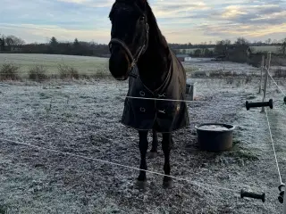 Ældre DV hoppe søger sidste hjem❤️