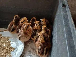 Kyllinger Landhøns stor race