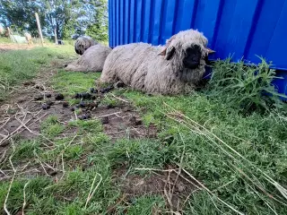 Valais Blacknose Kastrater.