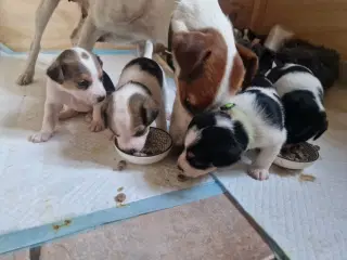 Dansk svensk gårdhund jack russel