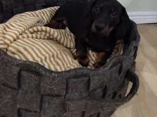 Gravhunde hvalpe flotte farver