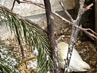 Kiniske dværg vagtler 