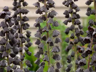 Persisk Vibeæg – Fritillaria Persica Adiyaman løg
