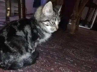 Rolige, kælne kattekillinger