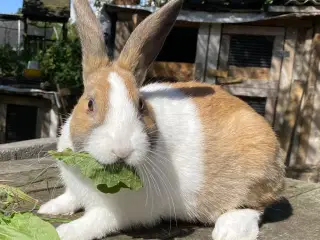AVLSKLAR HOLLÆNDER HAN MADAGASCAR