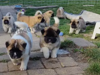American Akita hvalpe med DKK stambog