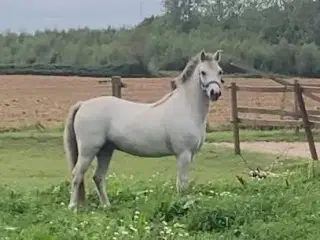 Smart børnepony
