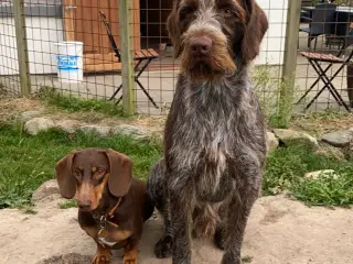 Ruhåret hønsehund ( han )