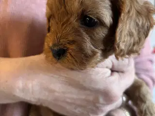 Skønne Cavapoo hvalpe