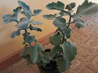 Stueplante kalenchoe beharensis