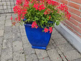Blå krukke  45 cm høj med tyroler pelargonier 