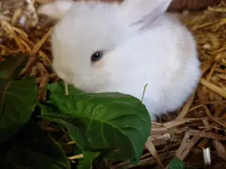 Minilop unge dreng