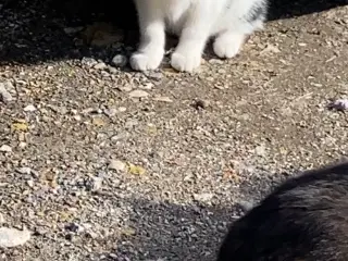 Kattekillinger