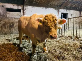 Salgsopstilling – Charolais Tyr