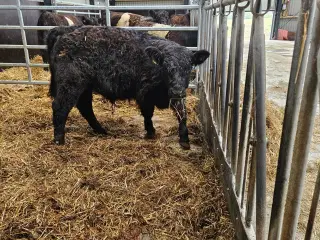 Galloway køer med og uden kalve samt tyr sælges