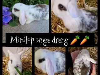 Minilop unge 