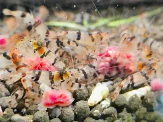 caridina racoon tiger rejer