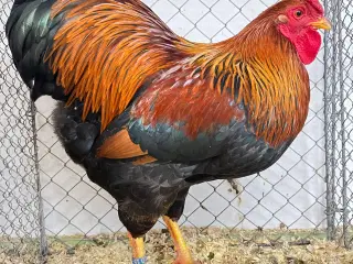 Dværgwyandotter