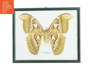 Indrammet atlas møl (str. 27 x 22 cm)
