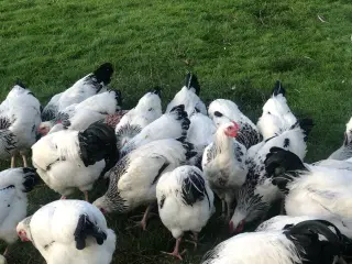 Sussex høns