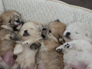 Pomeranian hvalpe , 4 søde drenge. 