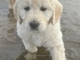 Doodle - Goldendoodle-hvalpe