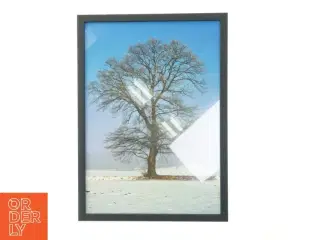 Indrammet billede af et træ fra Posterland (str. 29,8x42 cm)