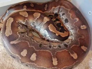 Borneo python + Falsk vandkobra