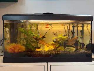 Akvarie m. alt udstyr + mulighed for fisk 🐠🌿