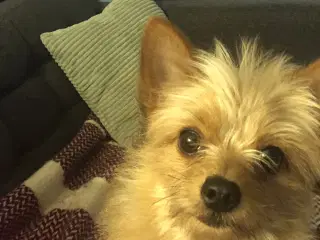Yorkie pom til avl