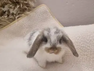 Mini lop dværgkanin unger