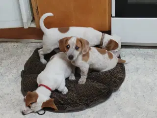 Gravhunde