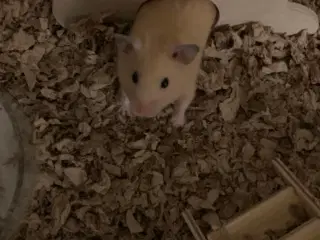 Gratis Guld hamster 