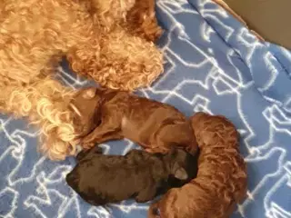 Dværg puddel  hvalpe 