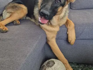 Schæfer 7mrd Simba