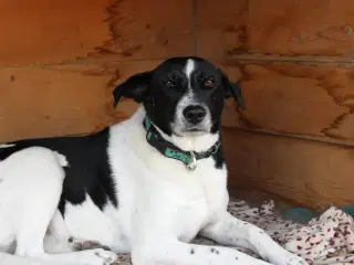 Wilma søger familie! 🩷