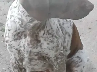 Tysk korthhåret hønsehund