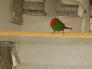 Rødhoved papegøje amadine