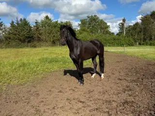 5 års vallak
