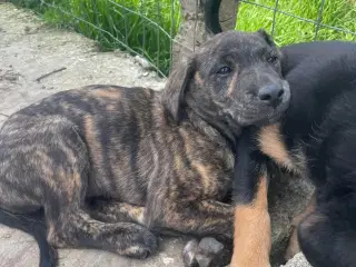 Silla søger sin egen familie❤️