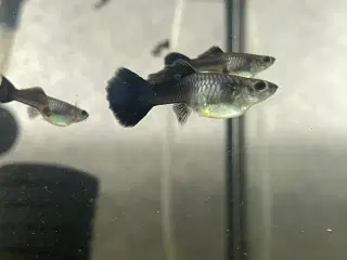 Full Black guppy