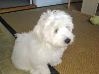 Coton de Tulear 