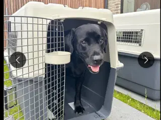 Hunde transportboks XXL købes