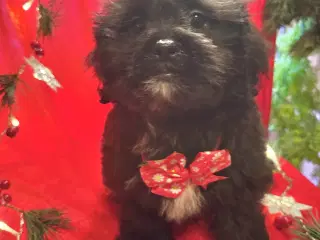 Rejseklar Shihpoo /Klar i dit nye hjem/