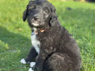 Aussie doodle hvalpe 