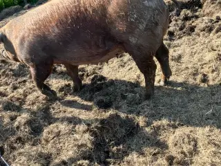 DRÆGTIG SØ HALV DUROC OG HALV GAMMEL LANDRACEGRIS