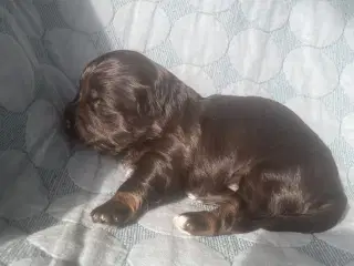 Chokolade og sorte Bichon Havanais hvalpe